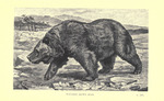 brown bear (Ursus arctos)