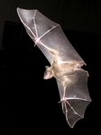 Egyptian fruit bat, Egyptian rousette (Rousettus aegyptiacus)