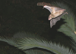 Egyptian fruit bat, Egyptian rousette (Rousettus aegyptiacus)