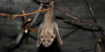 Egyptian fruit bat, Egyptian rousette (Rousettus aegyptiacus)