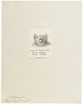 Egyptian fruit bat, Egyptian rousette (Rousettus aegyptiacus)