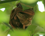 hammer-headed bat (Hypsignathus monstrosus)