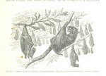 hammer-headed bat (Hypsignathus monstrosus)