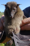 long-haired rousette (Rousettus lanosus)