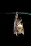 Peters' dwarf epauletted fruit bat (Micropteropus pusillus)