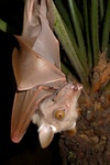 Franquet's epauletted fruit bat (Epomops franqueti)