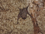 Egyptian tomb bat (Taphozous perforatus)