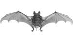 Egyptian tomb bat (Taphozous perforatus)