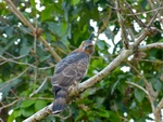 Wallace's hawk-eagle (Nisaetus nanus)