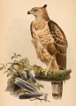 Wallace's hawk-eagle (Nisaetus nanus)