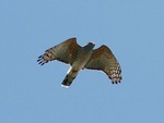 African cuckoo-hawk, African baza (Aviceda cuculoides)