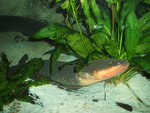 electric eel (Electrophorus electricus)