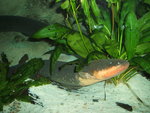 electric eel (Electrophorus electricus)