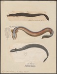 electric eel (Electrophorus electricus)