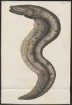 electric eel (Electrophorus electricus)