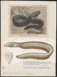 electric eel (Electrophorus electricus)