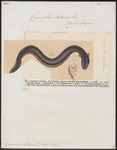 electric eel (Electrophorus electricus)