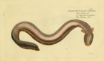 electric eel (Electrophorus electricus)