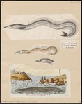 lesser sand eel (Ammodytes tobianus)