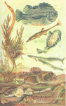 ...rthorn sculpin (Myoxocephalus scorpius), hooknose (Agonus cataphractus), rock gunnel (Pholis gun...