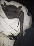 Angolan fruit bat, Angolan rousette (Lissonycteris angolensis)