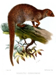 Indian grey mongoose (Herpestes edwardsii ferrugineus)