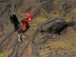 red junglefowl (Gallus gallus)