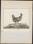 domestic chicken (Gallus gallus domesticus)