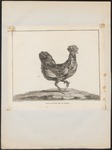 domestic chicken (Gallus gallus domesticus)