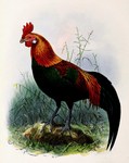 red junglefowl (Gallus gallus)