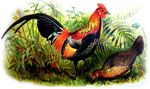 red junglefowl (Gallus gallus)