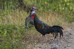 green junglefowl (Gallus varius)