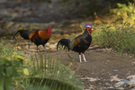 green junglefowl (Gallus varius)