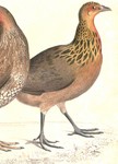 green junglefowl (Gallus varius)