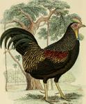 green junglefowl (Gallus varius)