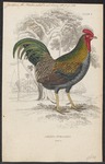 green junglefowl (Gallus varius)