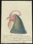 green junglefowl (Gallus varius)