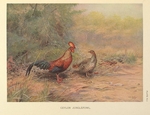 Sri Lankan junglefowl (Gallus lafayettii)