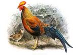 Sri Lankan junglefowl (Gallus lafayettii)