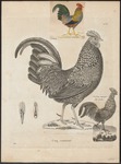 grey junglefowl (Gallus sonneratii)