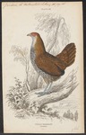 grey junglefowl (Gallus sonneratii)