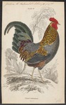 grey junglefowl (Gallus sonneratii)