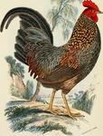 grey junglefowl (Gallus sonneratii)