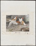 domestic chicken (Gallus gallus domesticus)