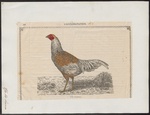 domestic chicken (Gallus gallus domesticus)