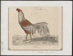 domestic chicken (Gallus gallus domesticus)