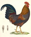 grey junglefowl (Gallus sonneratii)