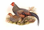 grey junglefowl (Gallus sonneratii)