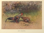 grey junglefowl (Gallus sonneratii)