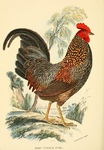 grey junglefowl (Gallus sonneratii)